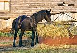 Equine Breakfast_26101